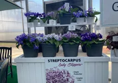 Streptocarpus Ladyslipper by Greenfuse. Bringing new life to this classic but classy plant